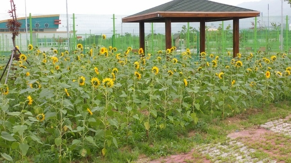 장성군생활체육회 해바라기 동산 조성 이미지 1