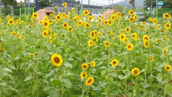 장성군 생활체육회 해바라기 동산 이미지 1