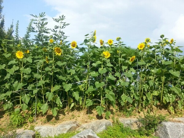 맑은물을 만드는 정수장 핀 해바라기 이미지 2