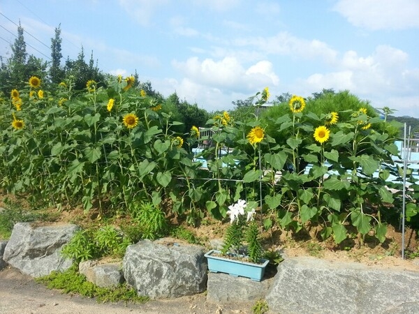 맑은물을 만드는 정수장 핀 해바라기 이미지 3