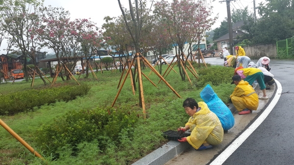 옐로우시티 꽃밭 조성기록(2015년 7월 넷째주) 이미지 3