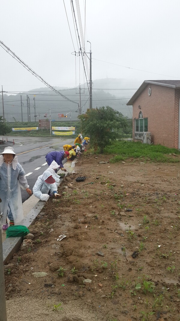 옐로우시티 꽃밭 조성기록(2015년 7월 넷째주) 이미지 4