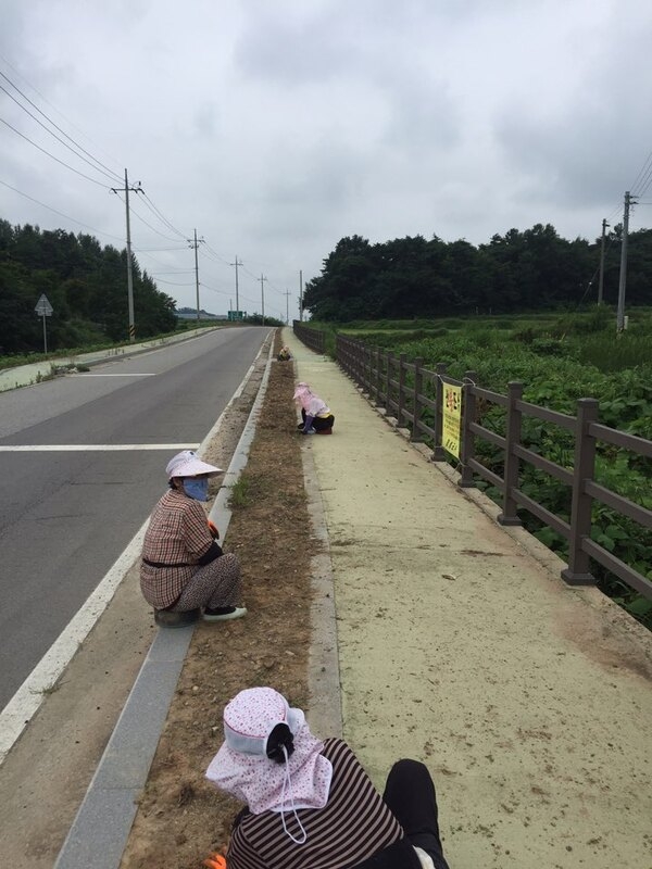 월정마을 자전거도로 금계국으로 물들이기 준비 작업중입니다 이미지 1