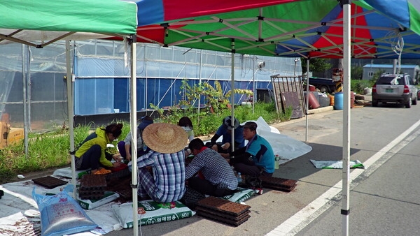 금계국 모종 작업 이미지 2