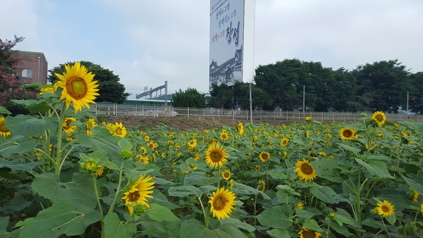 옐로우시티 꽃밭 조성기록(2015년 7월 다섯째주) 이미지 3