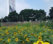 옐로우시티 꽃밭 조성기록(...