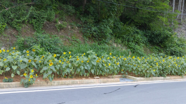 축령산 입구 해바라기 마중1 이미지 2