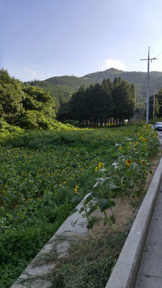 축령산 입구 해바라기 마중1 이미지 3