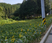 축령산 입구 해바라기 마중...