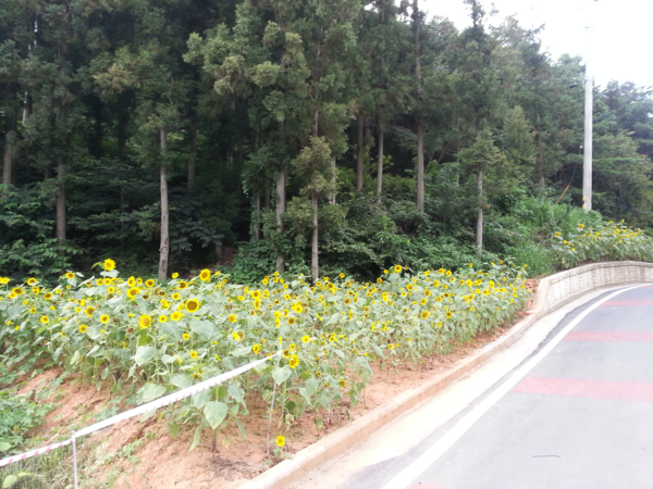 축령산 입구 해바라기 마중2 이미지 2