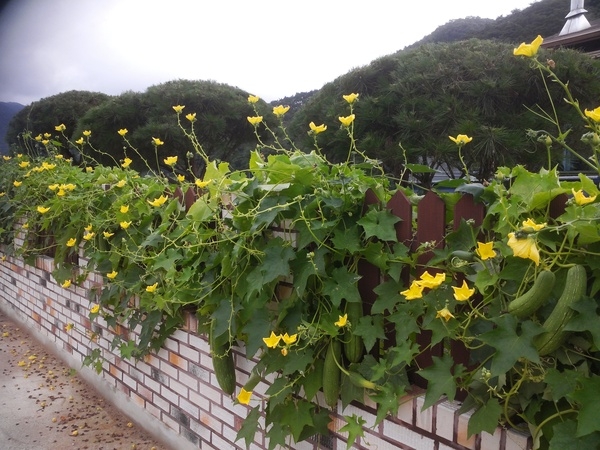 옐로우시티 하만마을 이미지 1