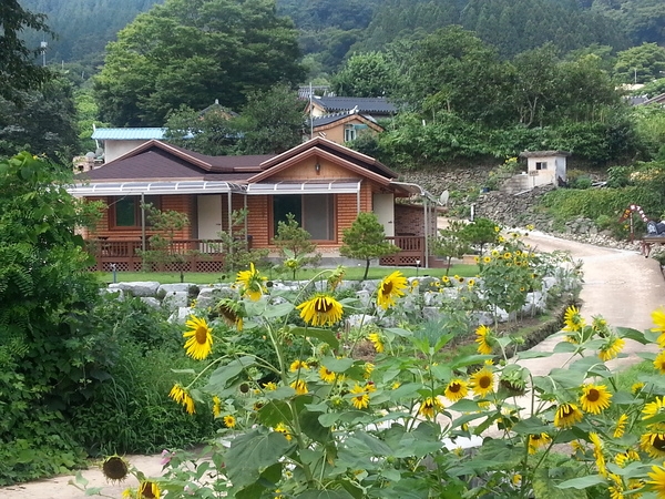 금곡영화마을 해바라기 만개모습입니다. 이미지 1