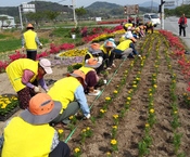 박산사거리 메리골드 조성 ...