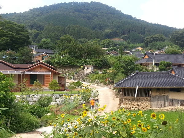 금곡영화마을 해바라기 만개모습입니다. 이미지 5