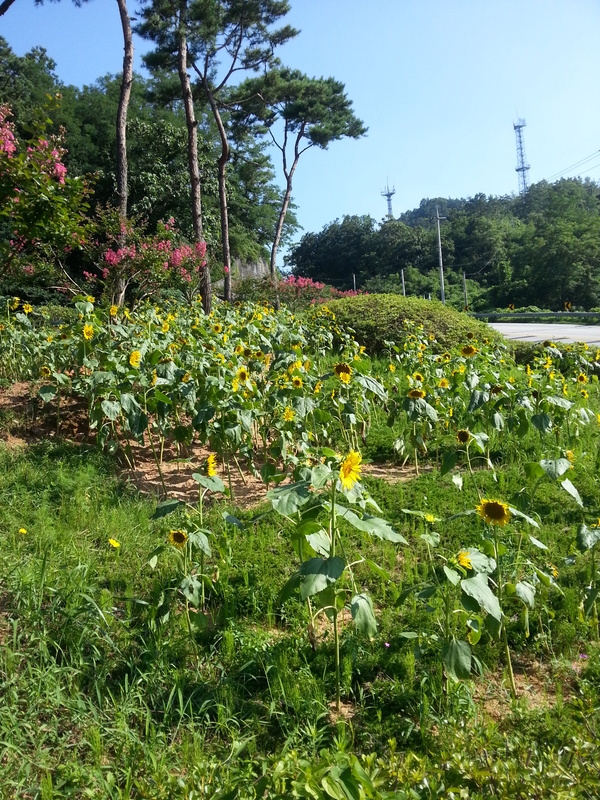 작은재 옐로우시티 조성모습입니다.. 이미지 2