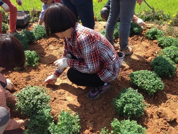 가을꽃 국화식재 이미지 6