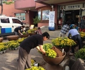 가을꽃 국화식재