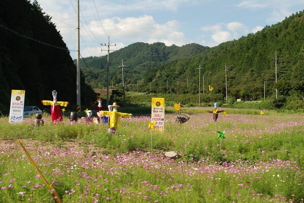 북일면 문암리 금곡마을입구 코스모스단지 조성 구경오세요~~ 이미지 1