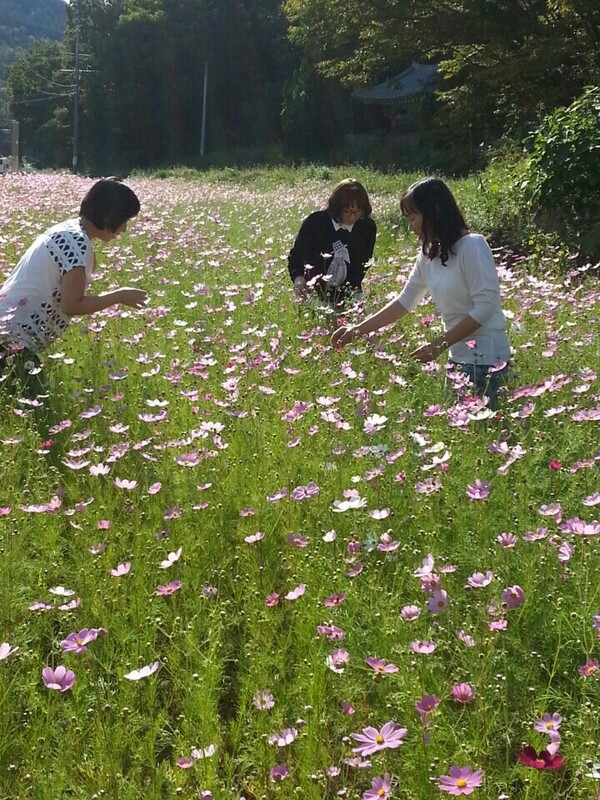 문암리 금곡마을입구 옐로우시티 조성지에서 사진도 찰칵~ 이미지 2