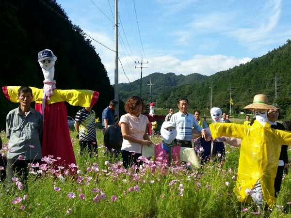 북일면 문암리 금곡마을입구 코스모스단지 조성 구경오세요~~ 이미지 3