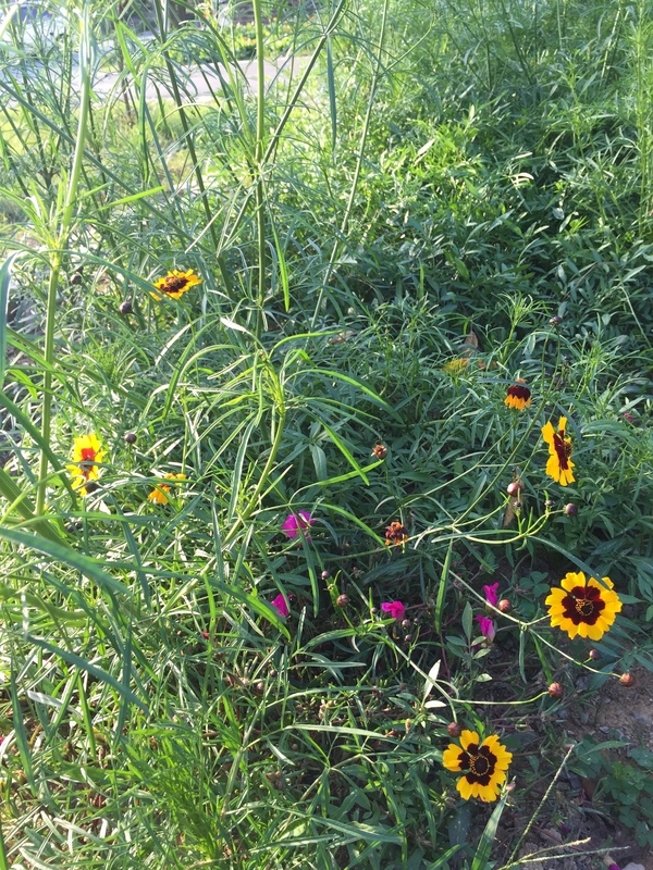 면사무소 내 옐로우시티(기생초) 구경하세요~ 이미지 2