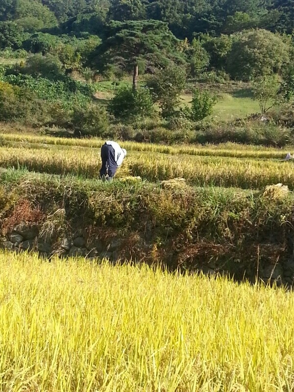 온  들녘이 옐로우시티네요~~ 이미지 2