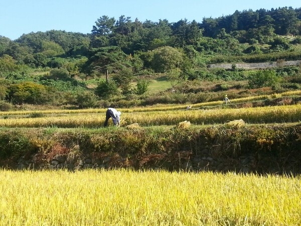 온  들녘이 옐로우시티네요~~ 이미지 1