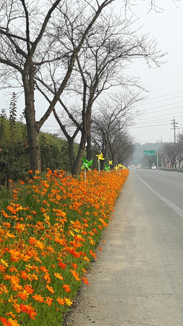 노란색, 주황색, 붉은색 마구마구 예쁘게 퍼져가고 있는 코스모스 이미지 1