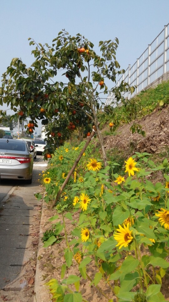 남면의 달달한 단감과 해바라기꽃의 만남 이미지 1