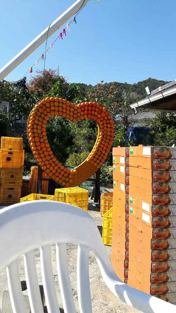 비나리마을 단감 축제 준비중인 이장님 댁에서 한컷 이미지 1