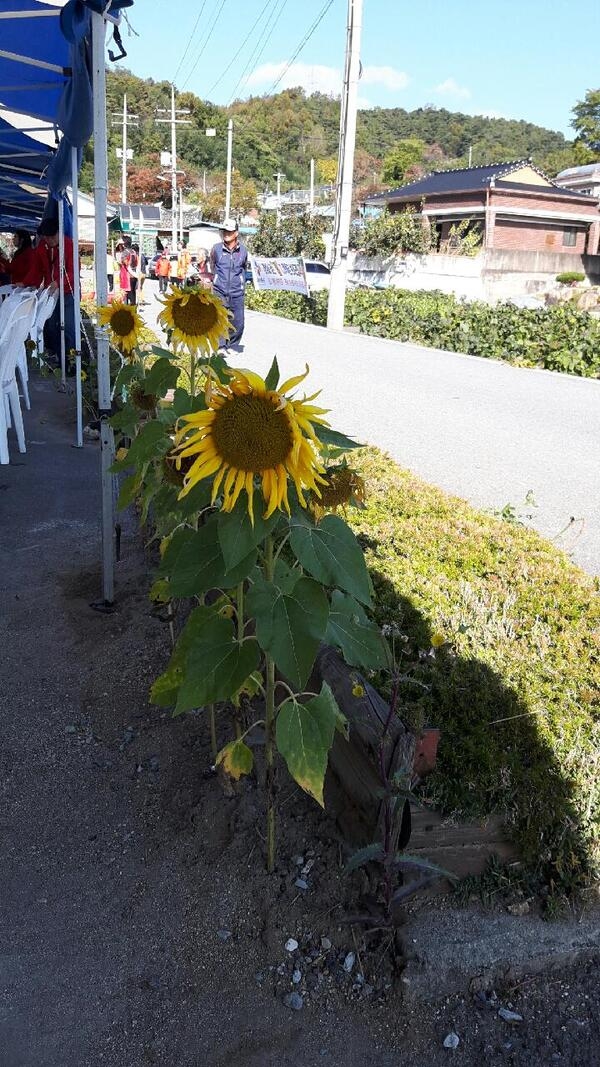 남면 비나리마을 황토단감 축제장에서 이미지 1