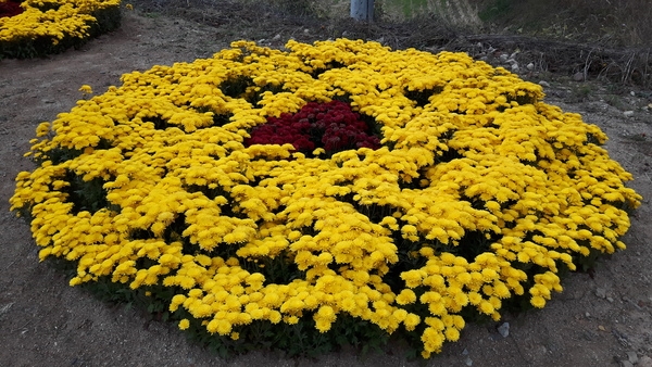 국화꽃 축제에 맞춰 준비한 백양사I.C 입구 국화화단 이미지 2