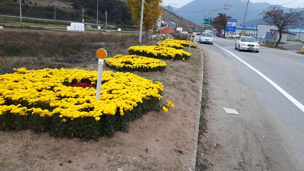 국화꽃 축제에 맞춰 준비한 백양사I.C 입구 국화화단 이미지 3