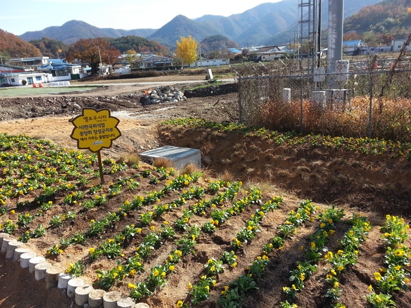 미락단지 팬지 화단 조성(한국외식업중앙회 장성군지부) 이미지 1
