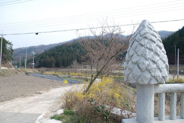 금곡영화마을 노~오란  개나리 구경오세요~^^ 이미지 4