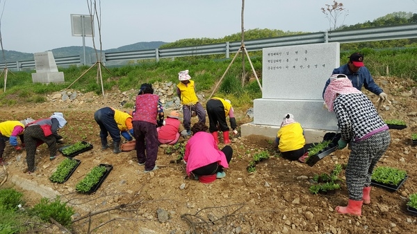 장성읍 상오3리 우지마을 옐로우 실천(금계국 심기) 이미지 2