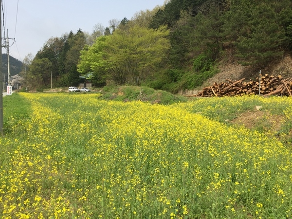 북일면 영화마을입구가 노랗게 물들었습니다. 이미지 1