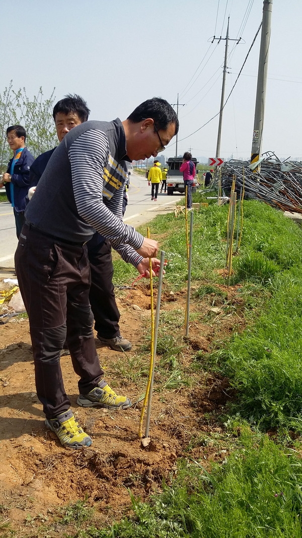 진원면 의용소방대  황금회화, 황금느릅나무 식재 이미지 3