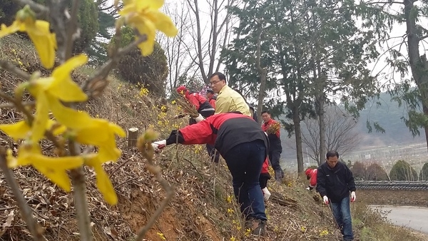 뿌리를 잘 내렸을까요? 내년에 개나리동산 진원성으로 구경오세요 이미지 2