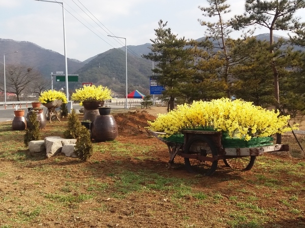 약수쌈지공원(개나리와 보리) 이미지 1