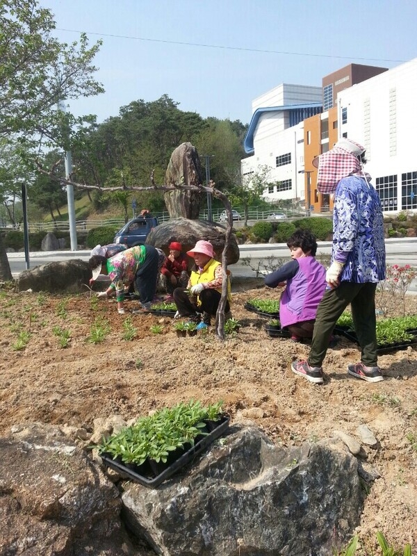 기산2리 산들가든 앞 금계국 식재 이미지 1