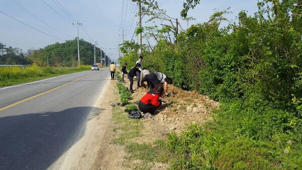 사업소 인접 지방도로변 옐로우 꽃길 조성 이미지 3