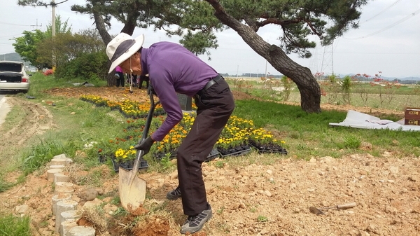 진원면 산정리 수촌마을 가로화단 메리골드 식재 이미지 3