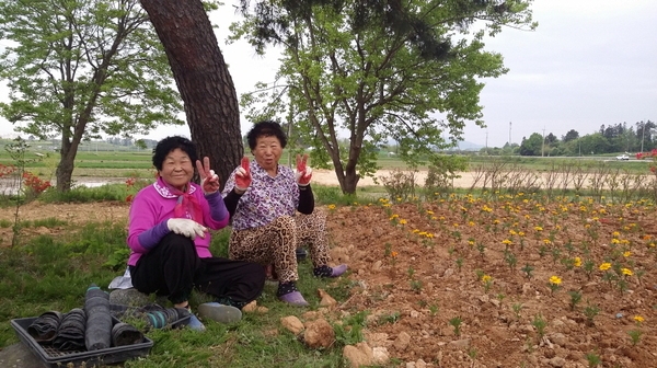 진원면 산정리 수촌마을 가로화단 메리골드 식재 이미지 4