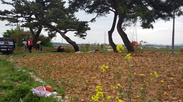 진원면 산정리 수촌마을 가로화단 메리골드 식재 이미지 5