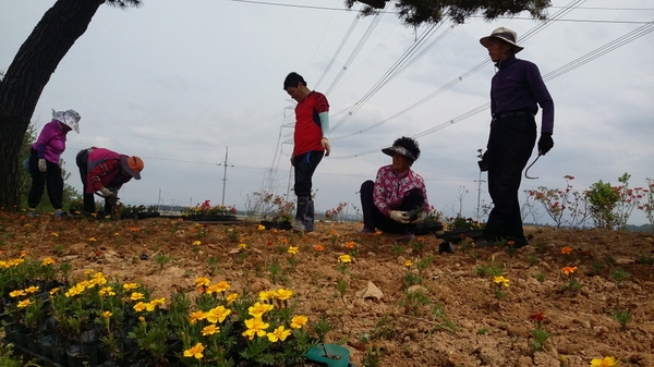 진원면 산정리 수촌마을 가로화단 메리골드 식재 이미지 2