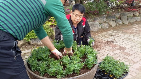 진원면 청사 입구 메리골드로 단장합니다. 이미지 2