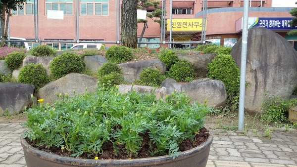 진원면 청사 입구 메리골드로 단장합니다. 이미지 1