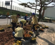 남면은 메리 골드 식재로 ...