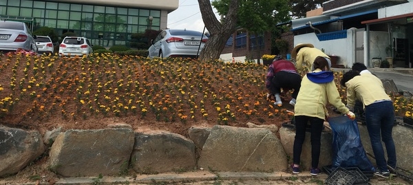 남면은 메리 골드 식재로 구슬땀!! 으쌰~으쌰~2 이미지 2